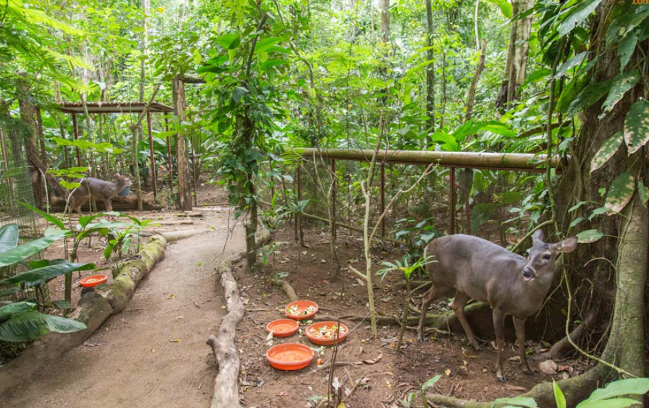 Jaguar Rescue Center, Puerto Viejo, Limón, Costa Rica